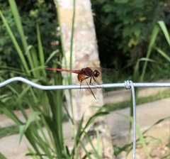 Dythemis rufinervis