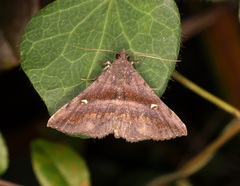 Hadennia mysalis