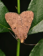 Hydrillodes nilgirialis