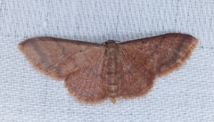 Idaea impexa