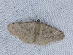 Idaea ptyonopoda