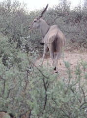 Tragelaphus oryx oryx