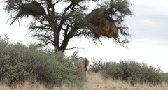 Tragelaphus oryx oryx