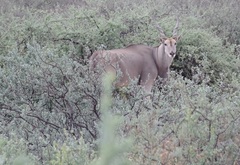 Tragelaphus oryx oryx