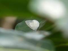 Spalgis lemolea lemolea