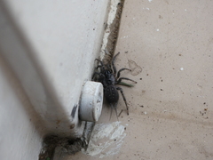 Thelechoris striatipes