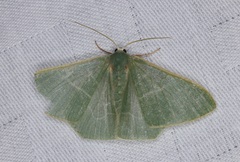 Pelagodes antiquadraria
