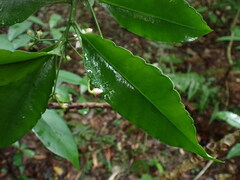 Ardisia virens