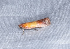 Piesmopoda semilutea