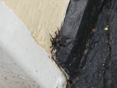 Thelechoris striatipes