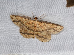 Synegia eumeleata