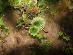 Crepidomanes minutum