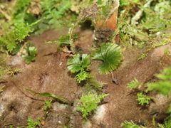 Crepidomanes minutum