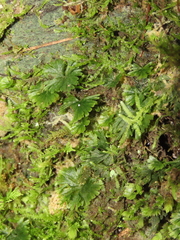 Crepidomanes minutum