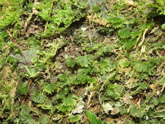 Crepidomanes minutum