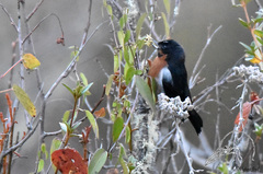 Diglossa brunneiventris