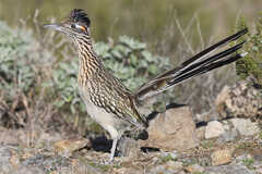 Geococcyx californianus