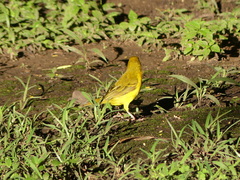 Ploceus xanthops