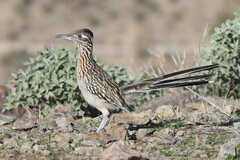 Geococcyx californianus