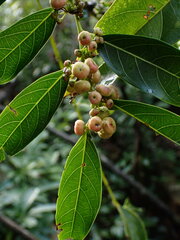 Glochidion lanceolatum