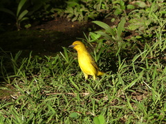 Ploceus xanthops