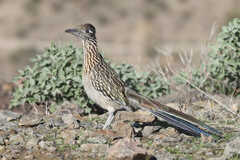 Geococcyx californianus