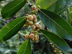 Glochidion lanceolatum