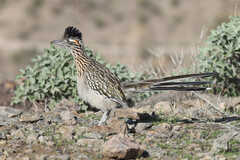 Geococcyx californianus