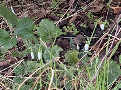 Galanthus elwesii