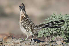 Geococcyx californianus