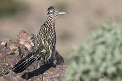 Geococcyx californianus