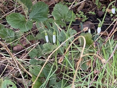 Galanthus elwesii