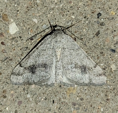 Digrammia pallidata