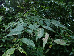 Celtis tetrandra