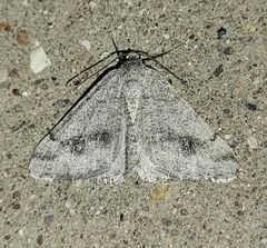 Digrammia pallidata