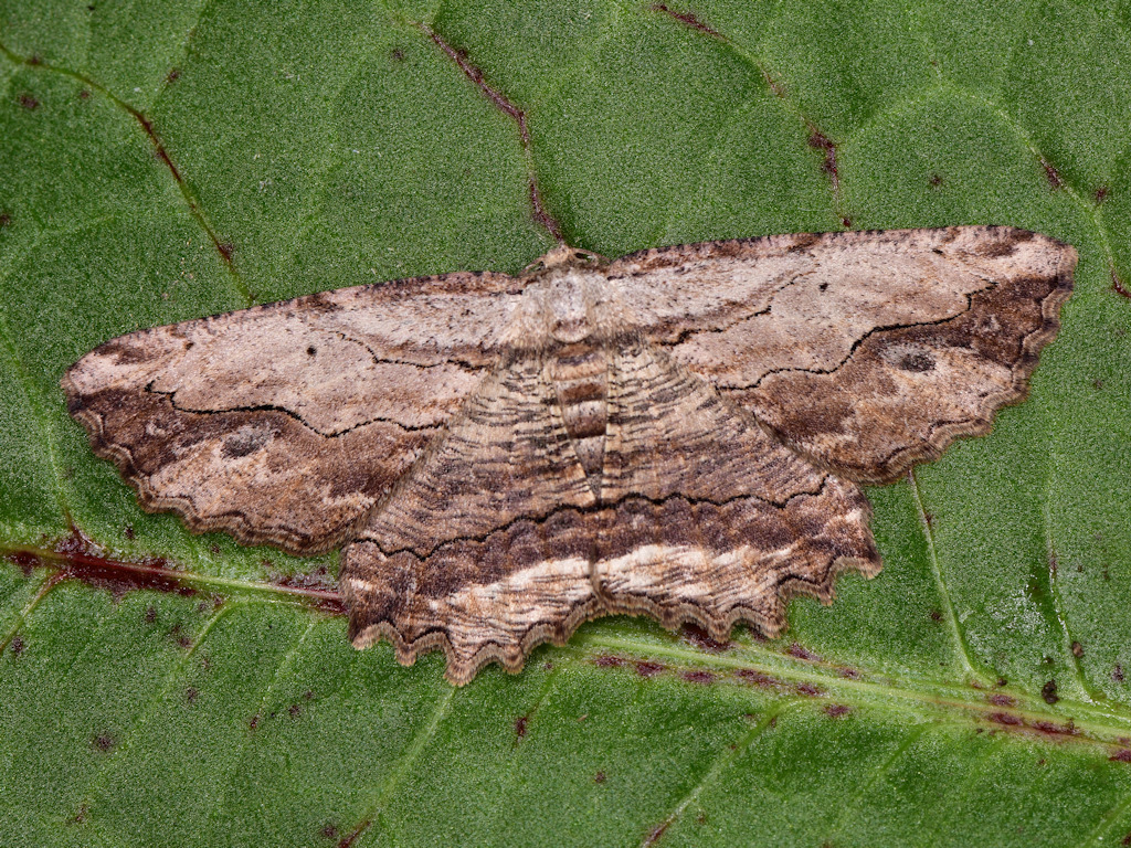 Waved Umber Moths Of Antequera M laga Andalusia Spain INaturalist Waved Umber Moths Of Antequera M laga Andalusia Spain INaturalist