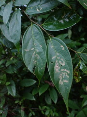 Celtis tetrandra