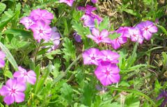 Phlox drummondii