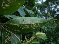Celtis tetrandra