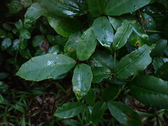 Tetrastigma formosanum