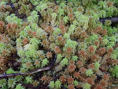 Sphagnum cristatum