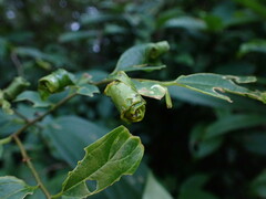 Celtis tetrandra