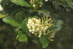 Ixoroideae