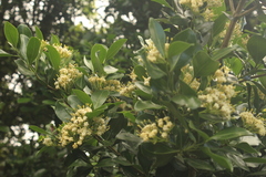 Ixoroideae