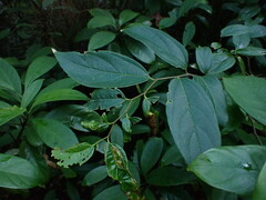 Celtis tetrandra