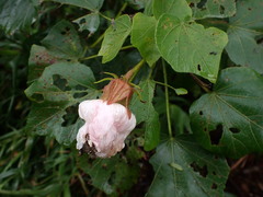 Hibiscus makinoi