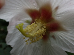Hibiscus makinoi