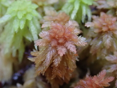 Sphagnum cristatum