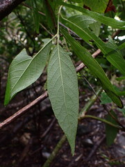 Callicarpa formosana formosana