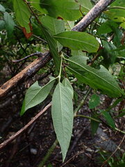 Callicarpa formosana formosana